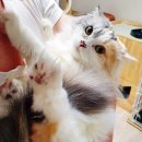 펫맘애 네이버블로그