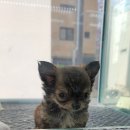 공방 나른한강아지 이미지