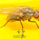 파리 이미지