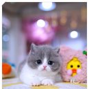 강남 고양이 분양 캣프렌즈 이미지