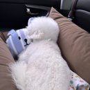 [두그루 카시트] 설이 견생 세번째 카시트