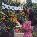 온유농장 | 귤밭의 여유, 제주 온유한가에서 만끽하세요! 🍊