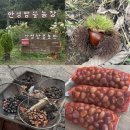 한산농장 | 경기 밤줍기체험 안성밤뜰농장 예약 군밤