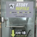 천호:)파충류샵 아토리 방문 및 이쁜도마뱀 데리고온 후기, 내돈내산/ 주말 아이들과 방문해도 좋은곳!