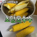 평화농장 | 농라 초당옥수수 후기! 시원한농장 초당옥수수 한 박스 주문했어요