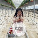 동읍1167 | [경남 창원] 창원 동읍 “마음딸기” 내가 키워팜 딸기따기 체험장 이용후기