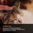 (주)펫찐