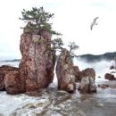 바위와소나무 이미지