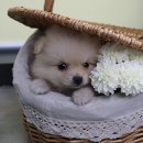 페리토고양