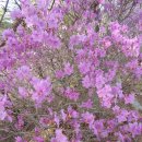 전득이고개 이미지