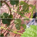 화수농장 이미지