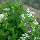 성골 농원 이미지