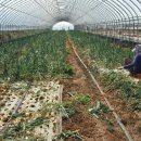 세안농장 이미지