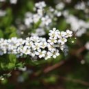 산유화 이미지
