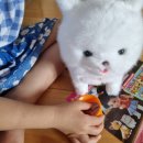 몽실놀다가개