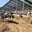 정동농장 이미지