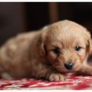 행복한 동물병원 이미지