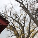 영광향교 이미지