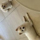 모찌임보 아주 긴 이야기✨️ 이미지