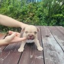 KGB KENNEL 이미지