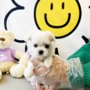 베베독 강아지분양 대구본점 이미지