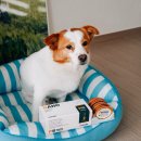 포일동물병원 | 벳큐어 PILL 하이포 강아지투약보조제 후기, 약 먹이기 어려운 반려견을 위한 간식