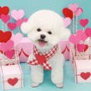 그루밍 단 이미지