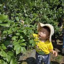 [남악 아이꿈 어린이집 6월행사] 블루베리 수확 체험 🫐🌱 이미지