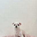 수진애견미용 이미지