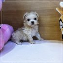 블리독 위례점 고양이강아지분양 말티푸 비숑 포메라니안 | 하남강아지분양 입양 딱이야