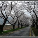 송광사&벚꽃길 이미지