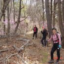 고향꼬치미 이미지