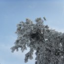 눈꽃이피다 이미지