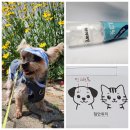 대학동물병원 | 강아지 안과 동물대학병원 후기, 노령견 안과 검사 검진 가격, 아시아 수의 안과 전문의 (DAiCVO...
