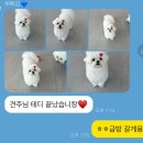 뽀삐애견샵 이미지