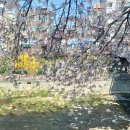 우이천변4(신화초교) | [서울 수유] <우이천 벚꽃길> 실시간 가는법, 대중교통 이용법