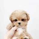 우리퍼피 이미지