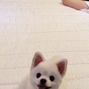 오븐앤도그 이미지