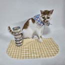 더펫샵(압량점) 이미지