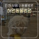 해원 동물병원 | 부평 해원 동물병원 예방접종 다녀왔어요