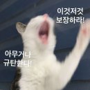 꽃보다예쁘개 | w08-3. 결혼반지원정대l 누니주얼리 현대백화점 무역센터점(feat. 남자친구집 첫인사)