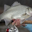 Are White Bass Good To Eat? 이미지