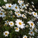 구절초가는길 이미지