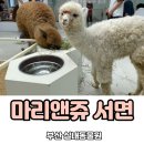 마리앤케이크 | 마리앤쥬 서면 부산 아이랑 실내 동물원 요금 솔직후기