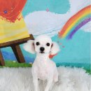 포미펫샵 이미지