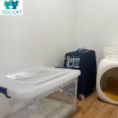 보담펫 | “대전 반려견 보담, 헐떡이며 잠 못 이루던 밤… 산소방 설치 후 찾아온 조용한 기적”