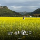 두손모아건축사사무소 | 영암 유채꽃 주말 나들이 후기