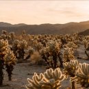 금빛에너지(주) | 캘리포니아: Joshua Tree National Park(조슈아 트리 국립공원)