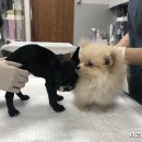 불독 뉴스1