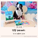 와와멍# | 강아지진드기 해충예방 멍템 해피패치